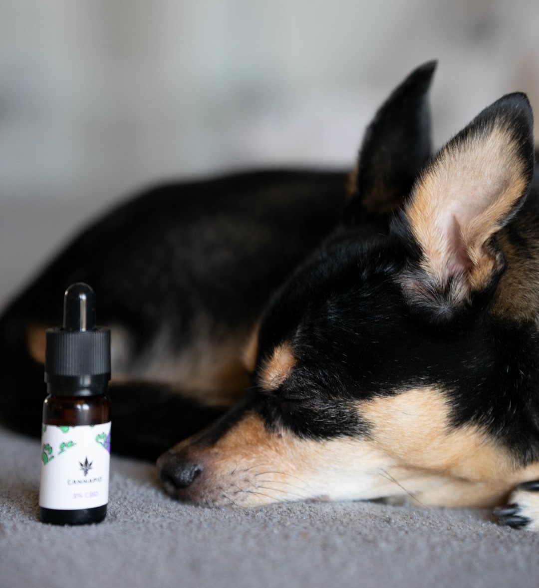 Pes odpočívá u Cannapio CBD oleje pro zvířata